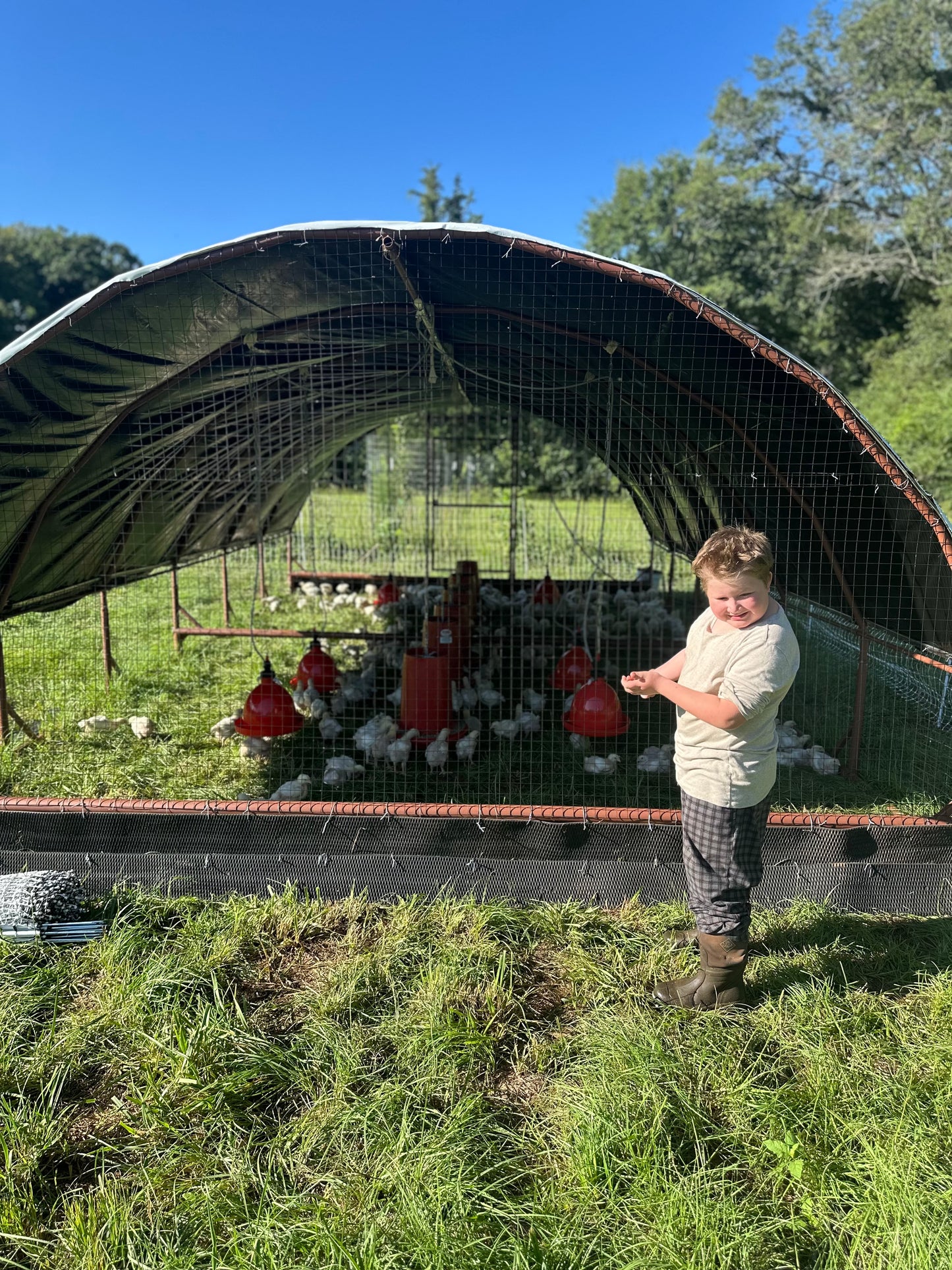 Finished chicken shelter in use - with all equipment and birds inside.