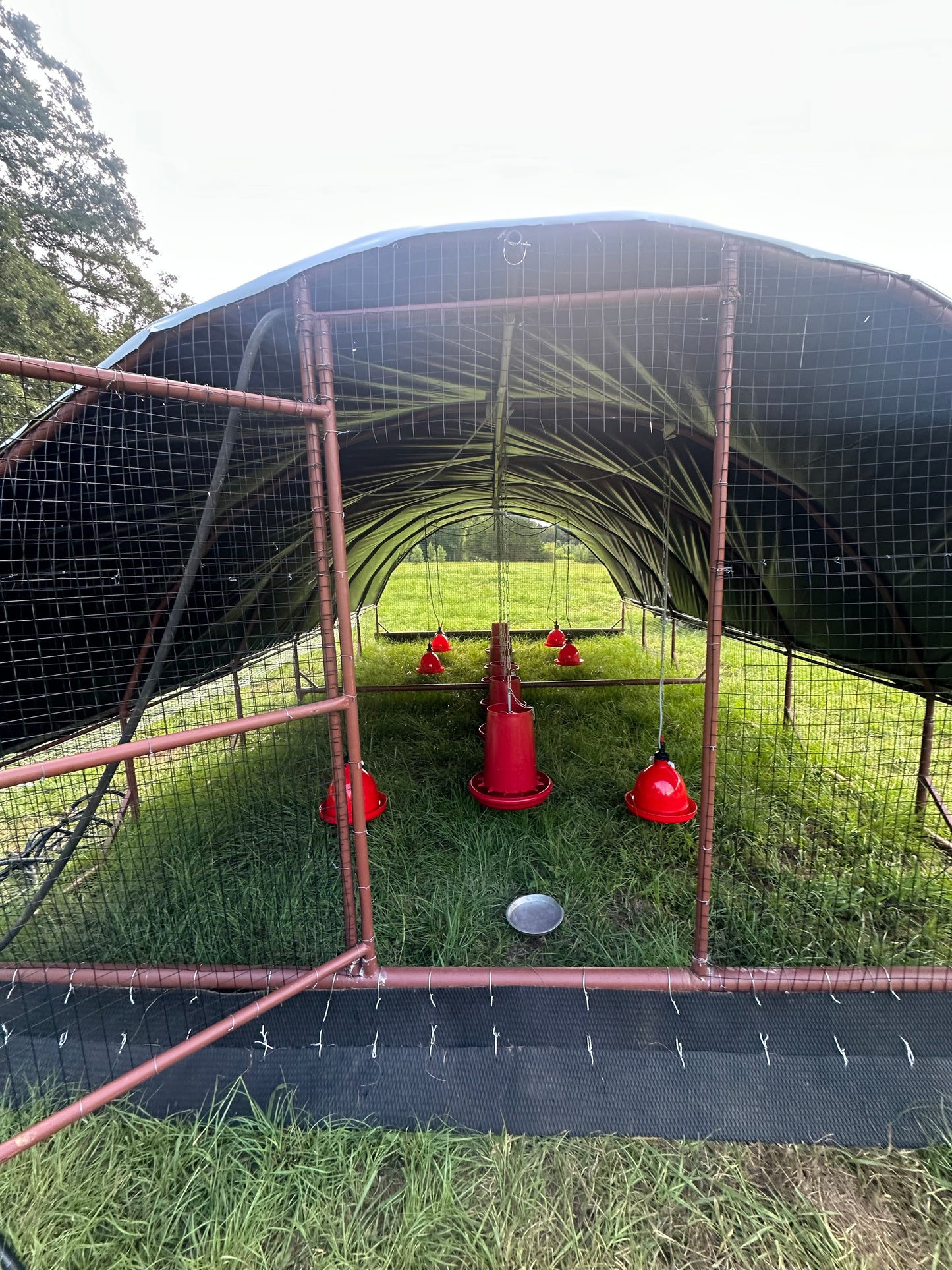 Red steel chicken shelter with black roof underside, with red feeders & waterers hanging, ready for pasture-raised meat chickens.