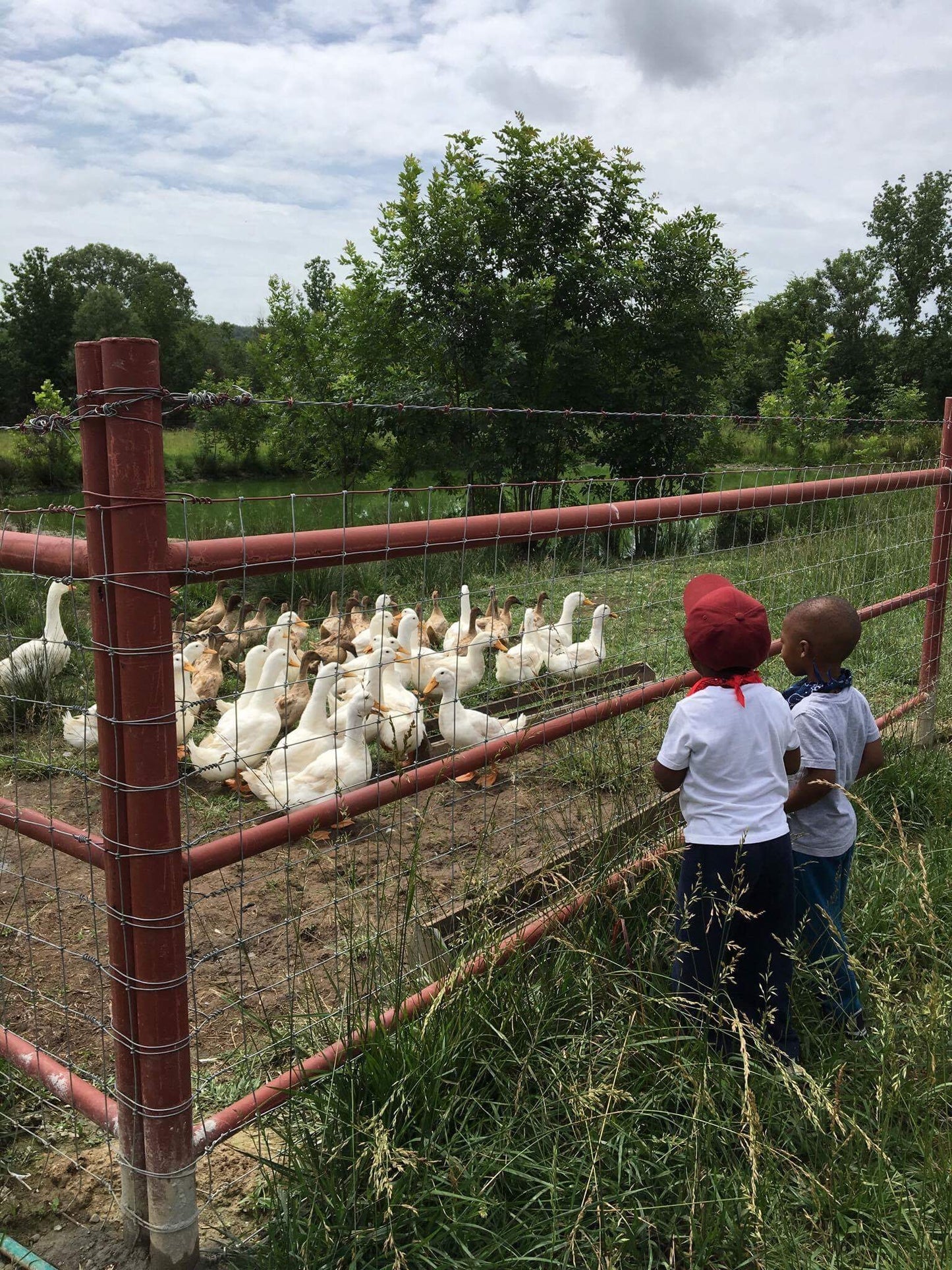 Two small children look at a flock of ducks through a woven wire fence supported by red steel H braces placed in a corner shape