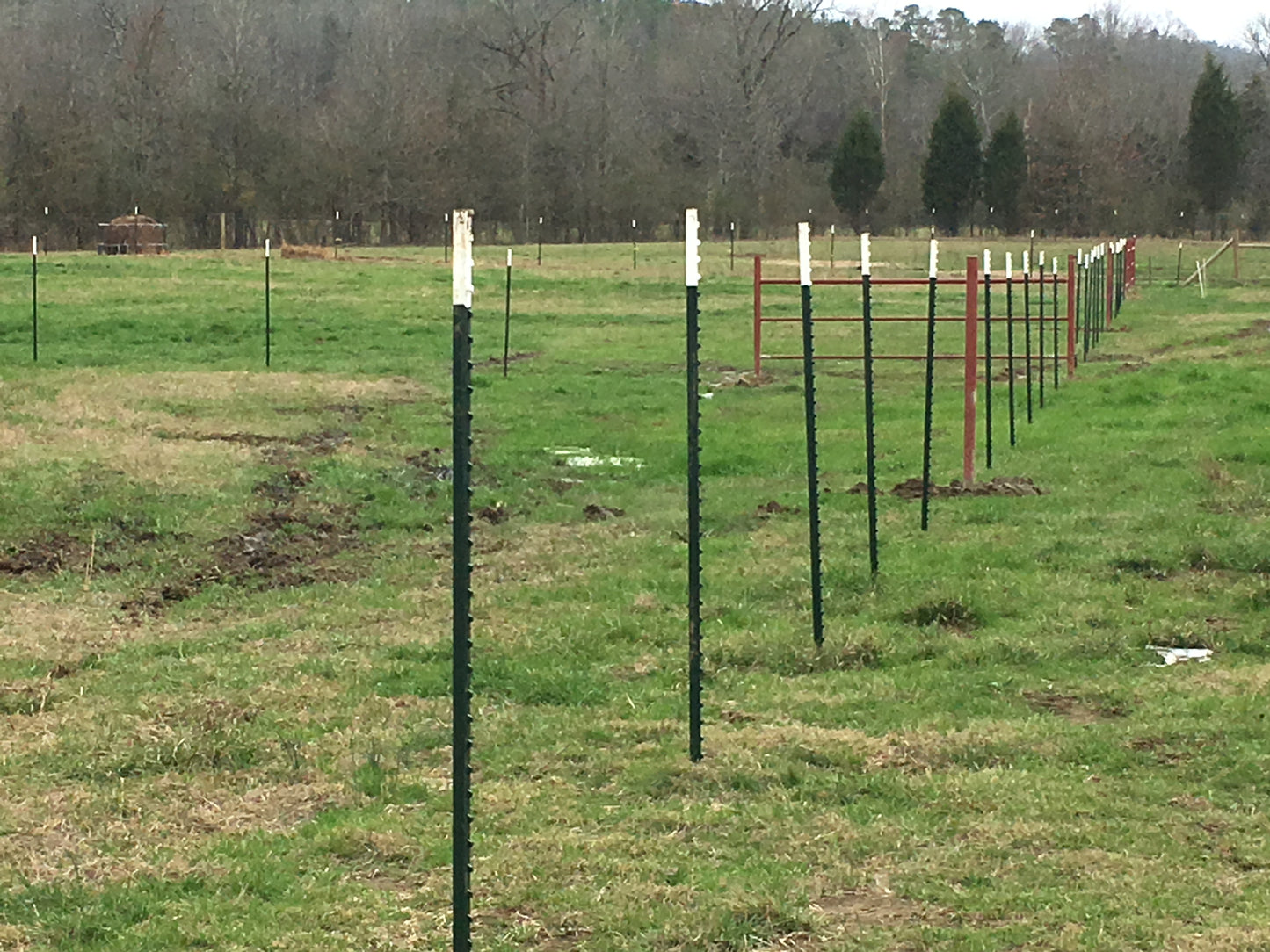 Red steel fence post is visible between many white-capped T-posts before a fence material is installed