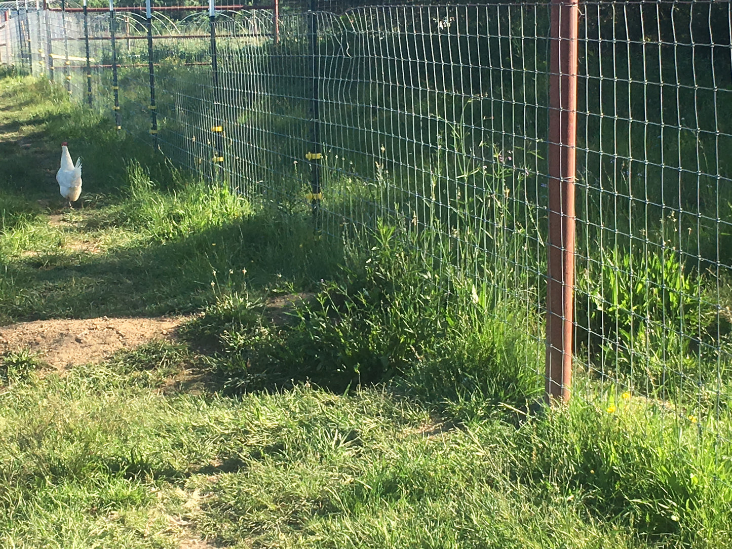 A white chicken walks beside a woven wire fence supported by a steel fence post and T-posts